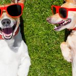two dogs in sunglasses lying on grass