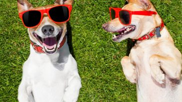 two dogs in sunglasses lying on grass