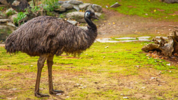 emu standing in forest