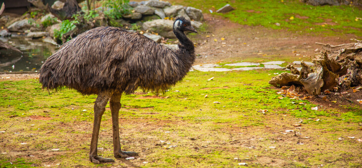 Friday Funnies: Aussie trucker and the emu