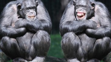 two chimpanzees grinning