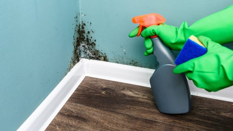 how to get rid of mould in your home