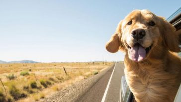 happy labrador with head out car window