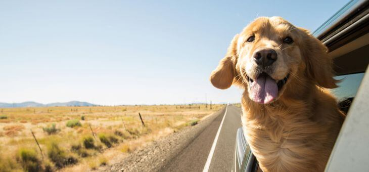 Why a dog in the car makes drivers more careful
