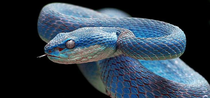 Extraordinary facts about snakes