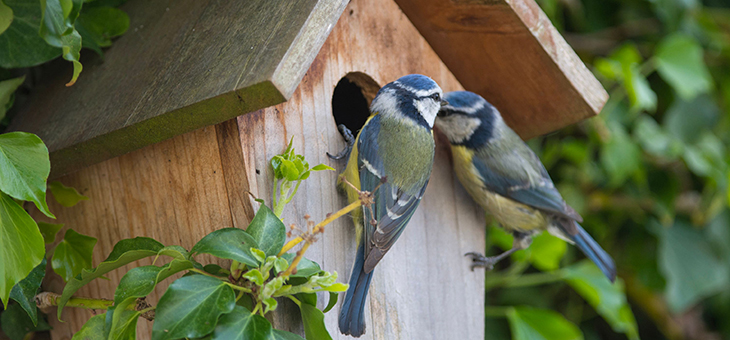 Want a better view of the wildlife in your garden?
