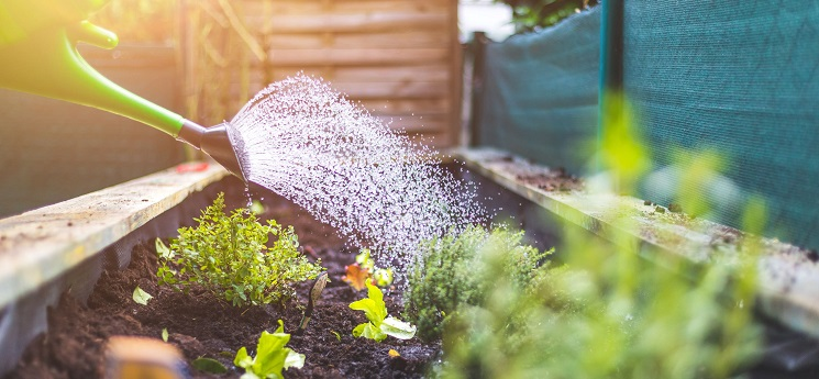 How often should you water outdoor plants as the weather gets cooler?