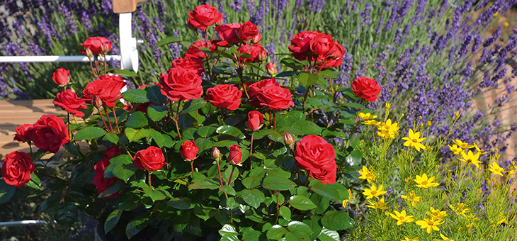 Roses for nearly every garden set-up