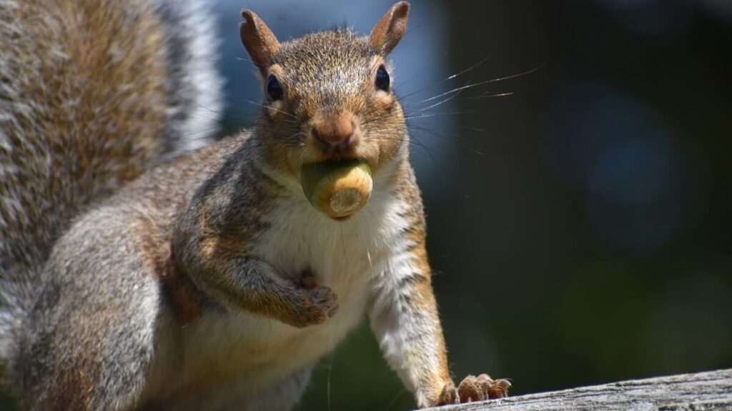 squirrel holding nuts
