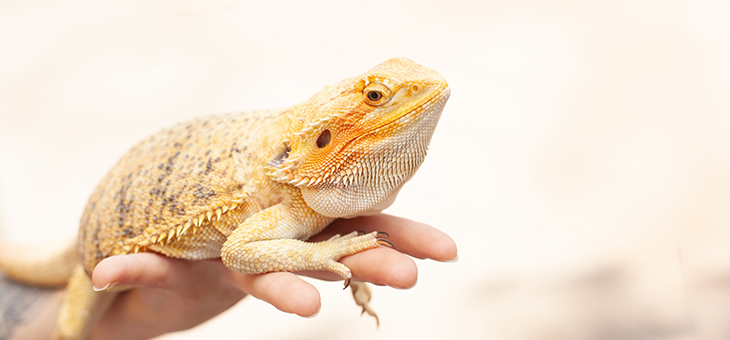 Weird and wonderful facts about bearded dragons