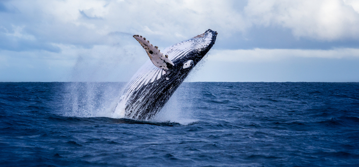 Six whale-watching hot spots that will blow you away