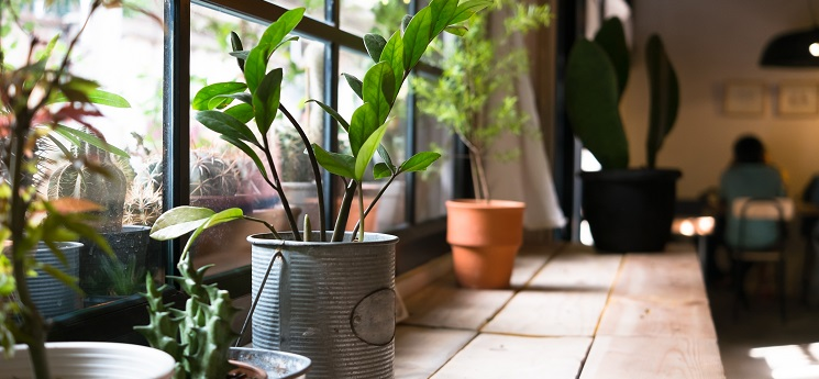 Things you'll only know if you're a consistent plant killer