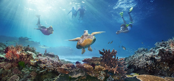 divers swimming with turtle in great barrier reef