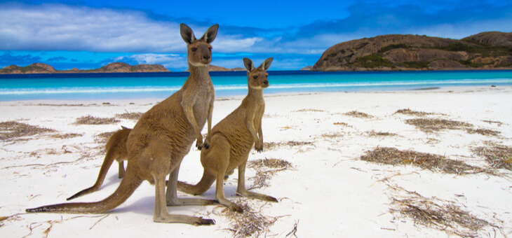 two kangaroos on a beach