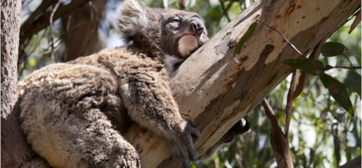 koala sleeping in tree