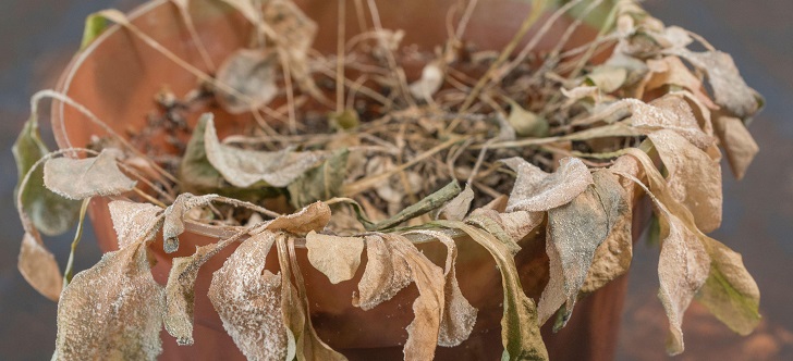withered pot plant