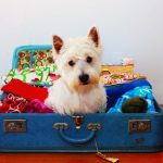 Dog sitting In Suitcase