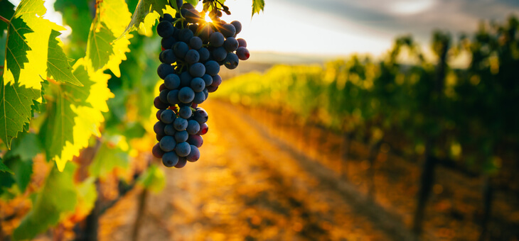 red wine grapes on vine in vineyard