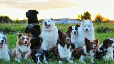 various breeds of dog sitting on the grass