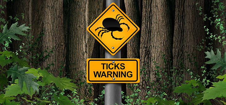 Everything you need to know about Lyme disease