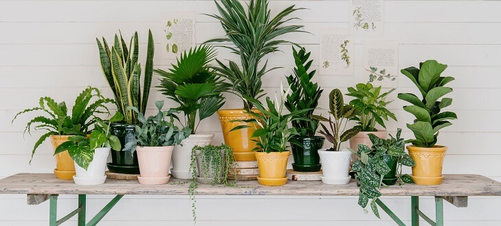 assorted pot plants on a shelf