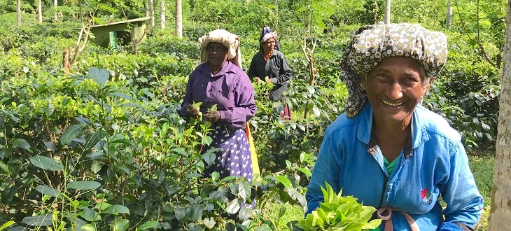 smiling older women working in sri lankan tea field