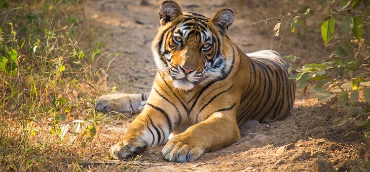 tiger resting on dirt path