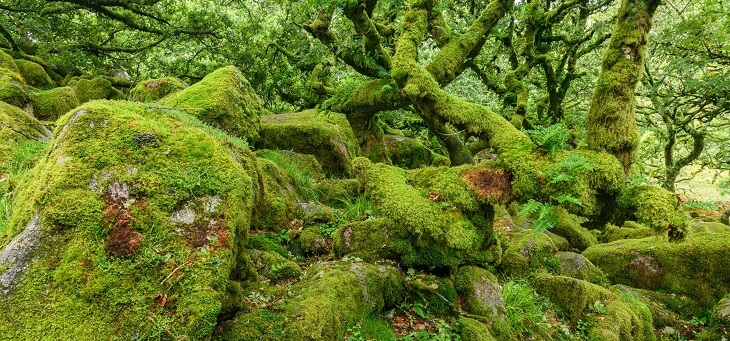 mossy twisted tree trunks in scottish rainforest
