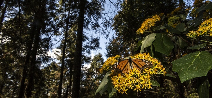 orange and black butterfly resting on flower in forest