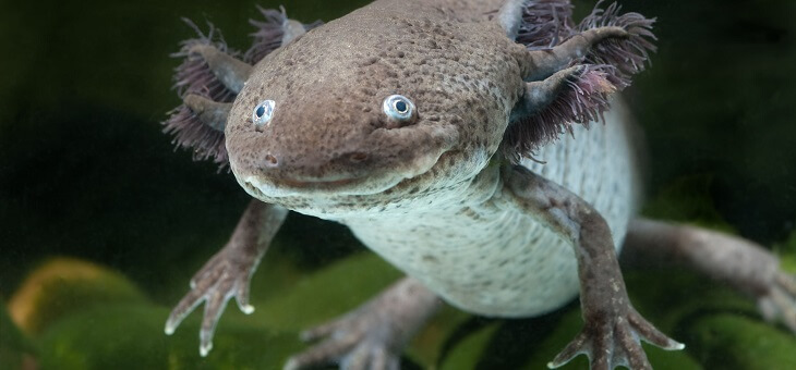 an adult axolotl