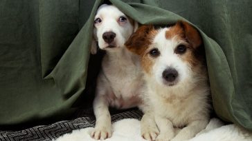 two small dogs peeking out from under blanket