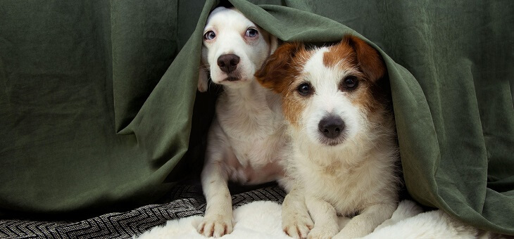 two small dogs peeking out from under blanket