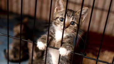 small kitten in cage