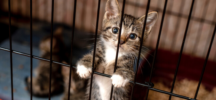 Top 10 things to consider when adopting a cat