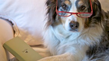 older dog wearing glasses