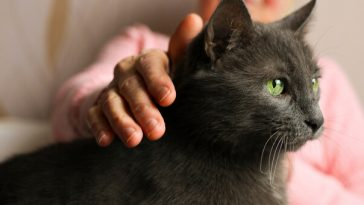 elderly woman patting black cat