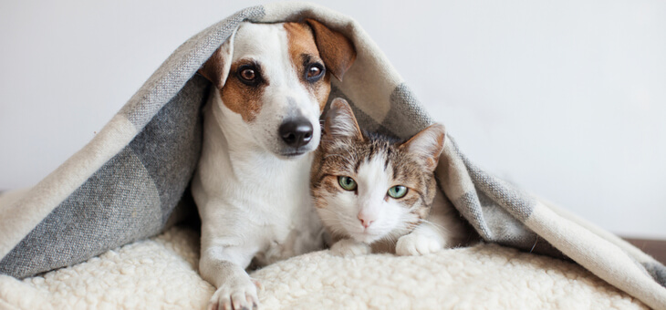 Fur babies – what you need to know about pets and wills