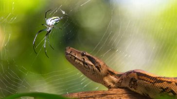 snake looking at spider in web
