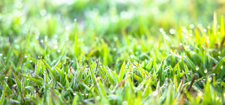 close up of grass coated in dew