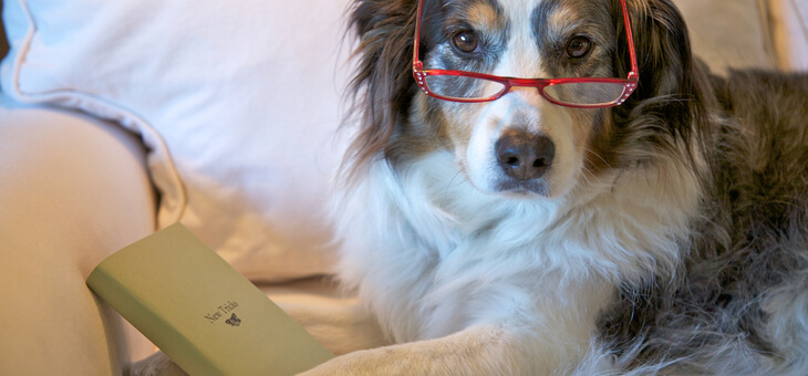 older dog wearing glasses