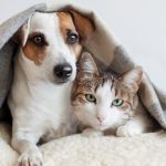 dog and cat under blanket