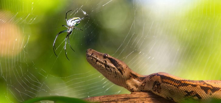 Snake Explodes Snake and spider numbers set to explode | YourLifeChoices