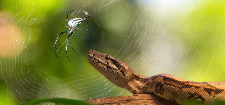 snake looking at spider in web