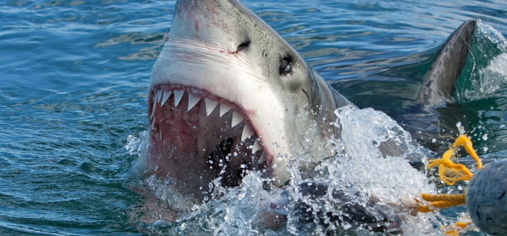 great white shark breaching ocean surface