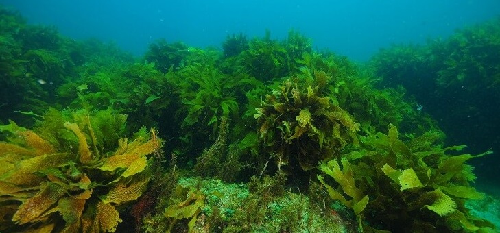 algae growing on plants under the sea