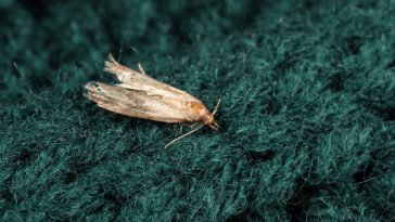common clothes moth on woolen sweater