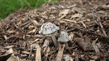 mushrooms growing from pile of woodchips