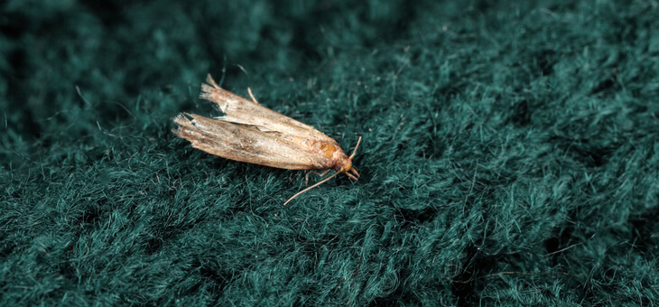 common clothes moth on woolen sweater