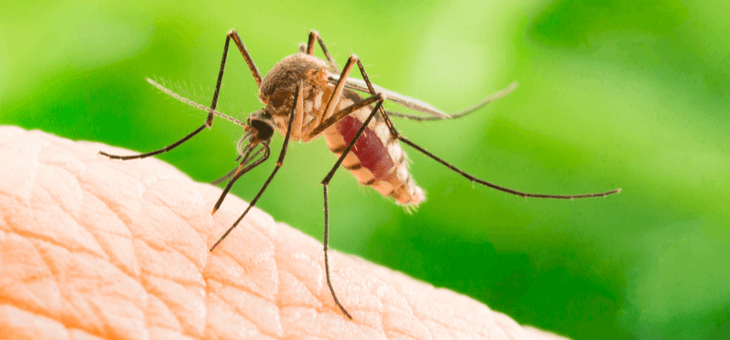 mosquito on human skin sucking blood