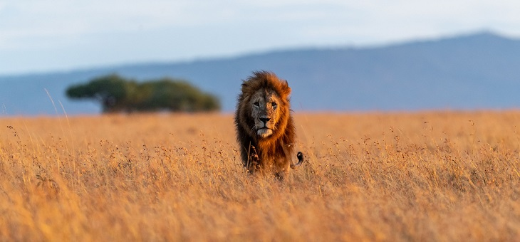 male lion standing on african grass plain